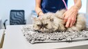 Hypertrophe Kardiomyopathie bei Katzen