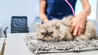 Hypertrophe Kardiomyopathie bei Katzen