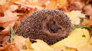 Igel zusammengerollt im Herbstlaub liegend