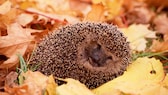 Igel zusammengerollt im Herbstlaub liegend