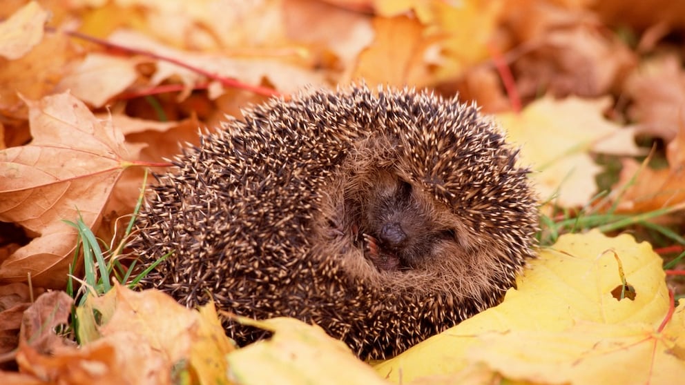 Igel zusammengerollt im Herbstlaub liegend