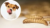 Kollage aus Mehlwurm und Jack-Russell-Terrier, der sich die Lippen leckt