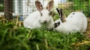 Zwei Kaninchen sitzen in einem Gehege im Gras.