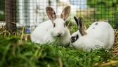 Zwei Kaninchen sitzen in einem Gehege im Gras.