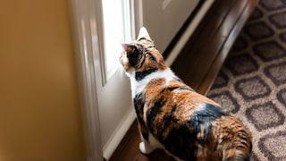 Eine Katze schaut durch ein Fenster bei der Tür, ist allein