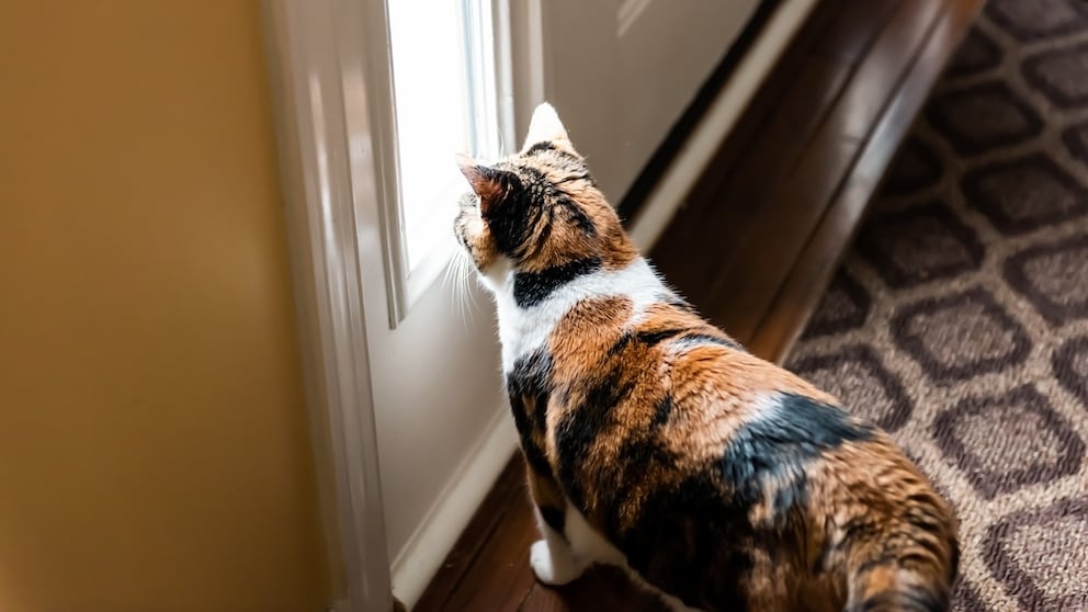 Eine Katze schaut durch ein Fenster bei der Tür, ist allein