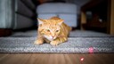 Katze verfolgt einen Laserpointer