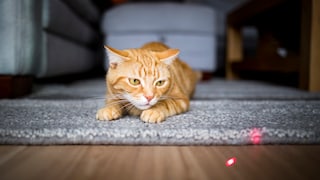 Katze verfolgt einen Laserpointer