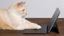 Katze lernt Worte an einem Tablett