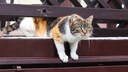 Katze quetscht sich unter einem Zaun durch