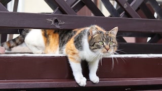 Katze quetscht sich unter einem Zaun durch