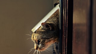 Katze guckt aus einer Katzenklappe