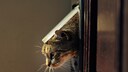 Katze guckt aus einer Katzenklappe