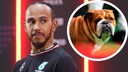 Auch f&uuml;r seinen Hund schw&ouml;rt der Rennfahrer und bekennende Veganer Lewis Hamilton auf rein pflanzliche Kost.
