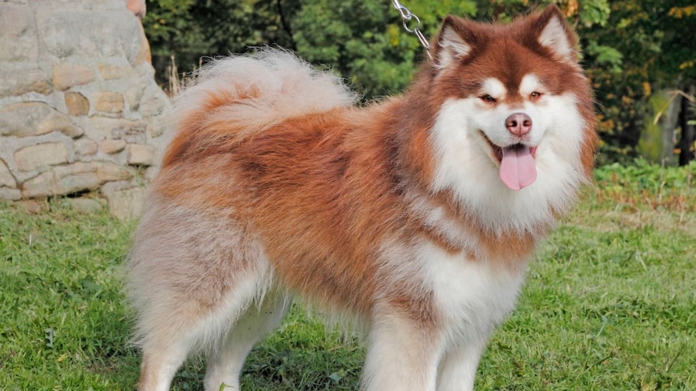 Der Finnische Lapplandhirtenhund ist ein mittelgroßer, muskulöser und agiler Hund