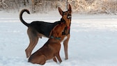 Deutscher Pinscher und Dobermann-Schaeferhund-Mix im Schnee. Dabei zeigt der eine Hund klares Beschwichtigungsverhalten.