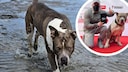 Petfluencer Balu ist ein American Bully XL und gilt vielerorts als Listenhund. Viele Menschen f&uuml;hlen sich von seinem Hund eingesch&uuml;chtert, sagt sein Halter Flo.