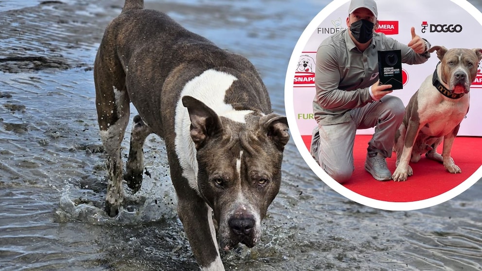 Petfluencer Balu ist ein American Bully XL und gilt vielerorts als Listenhund. Viele Menschen fühlen sich von seinem Hund eingeschüchtert, sagt sein Halter Flo. 