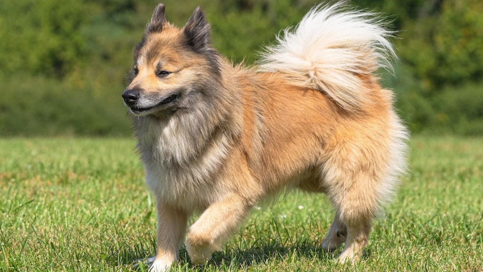 Der Islandhund ist eine alte Hütehundrasse, die ihren Ursprung auf Island hat. Die Rasse wurde im 9. Jahrhundert von den Wikingern nach Island gebracht und entwickelte sich dort über die Jahrhunderte zu einem widerstandsfähigen und arbeitsfreudigen Hund