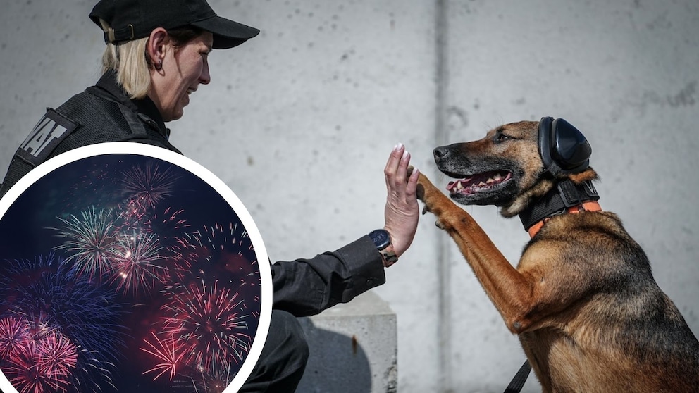 Viele Hunde haben panische Angst vor lautem Feuerwerk. Besonderer Gehörschutz für Tiere kann hier Abhilfe schaffen