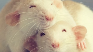 Ratten sind soziale Tiere. Um die Lebenserwartung zu verlängern, sollten sie zwingend mindestens zu zweit gehalten werden.