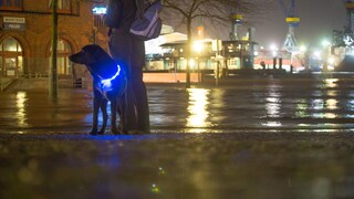 Hund mit einem Leuchthalsband in der Stadt