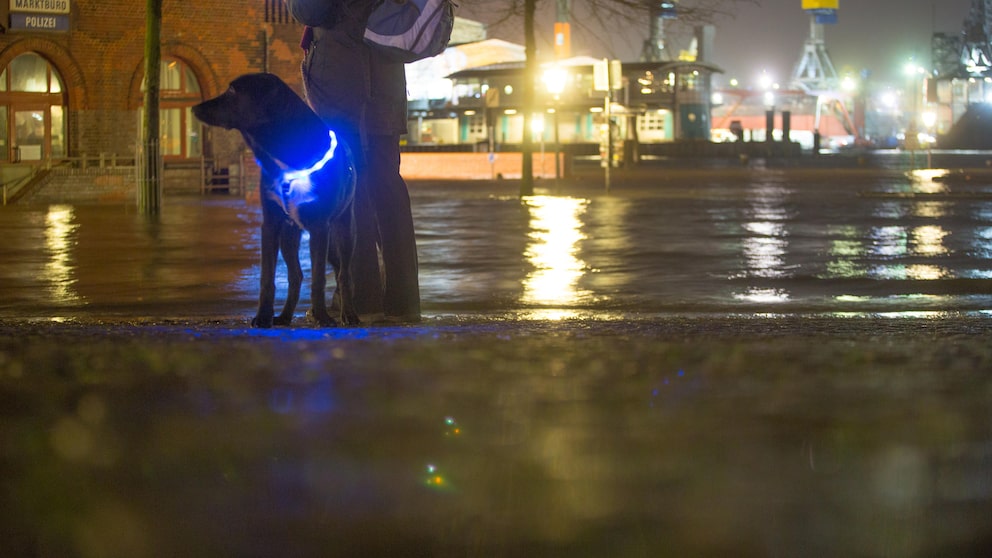 Hund mit einem Leuchthalsband in der Stadt