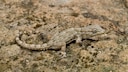 Mauergecko auf Beton