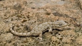 Mauergecko auf Beton