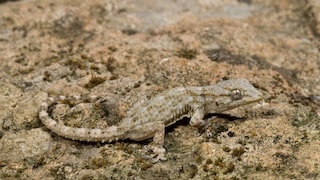 Mauergecko auf Beton