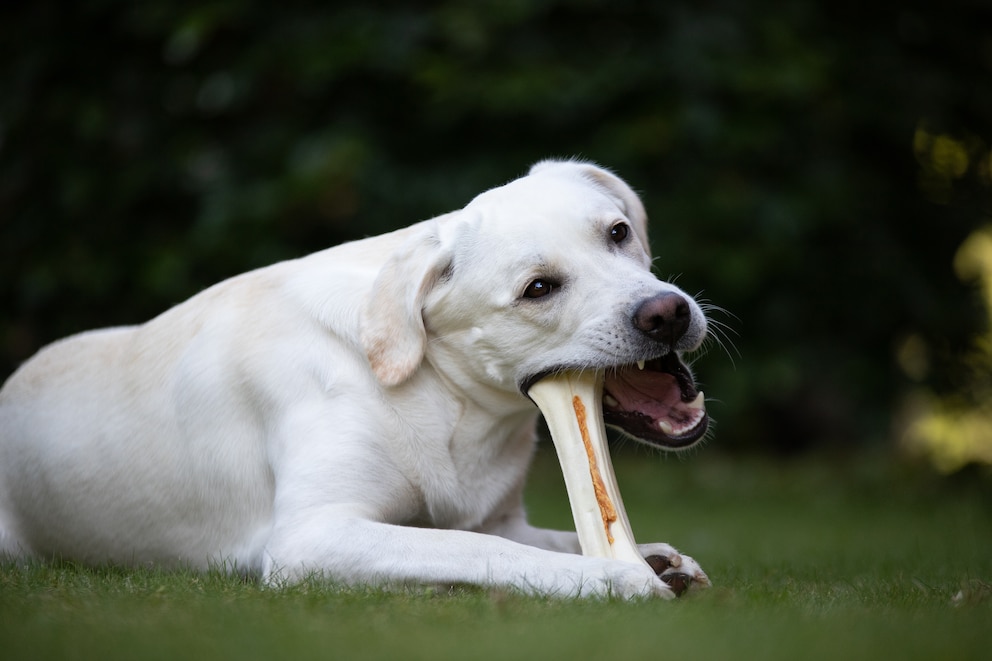 Hund und Knochen