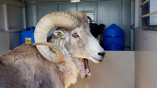 Montana Mountain King, das von Arthur Schubarth geklonte Schaf