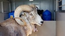 Montana Mountain King, das von Arthur Schubarth geklonte Schaf