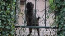 Nachbarshund bellt am Gartentor