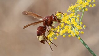 Orientalsiche Hornisse (Vespa orientalis) sammelt Nektar an einer Blüte (Smyrnium rotundifolium) auf Rhodos, Griechenland