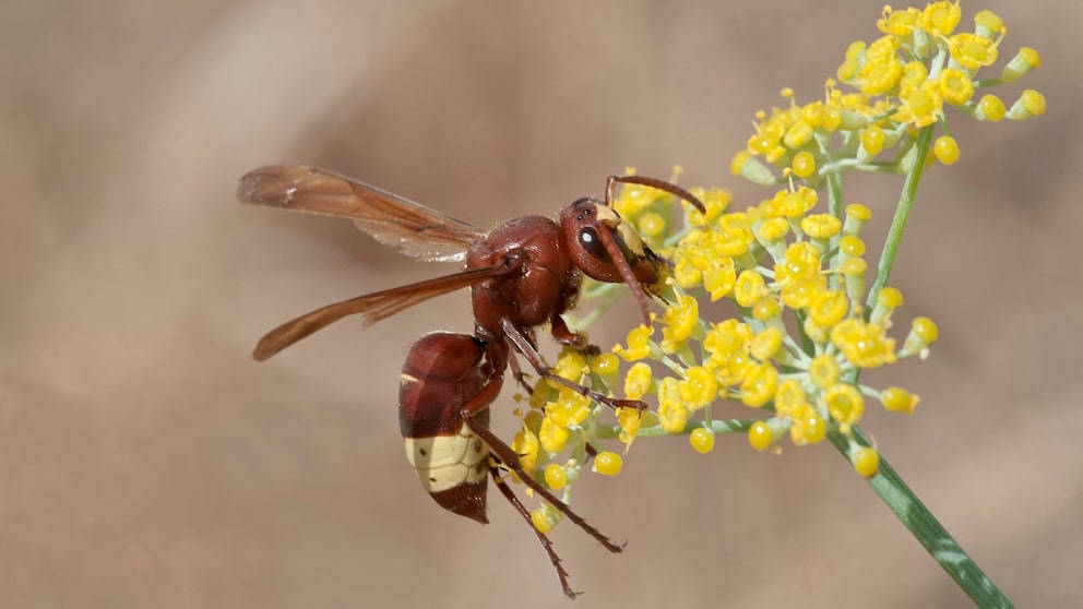 Orientalsiche Hornisse (Vespa orientalis) sammelt Nektar an einer Blüte (Smyrnium rotundifolium) auf Rhodos, Griechenland