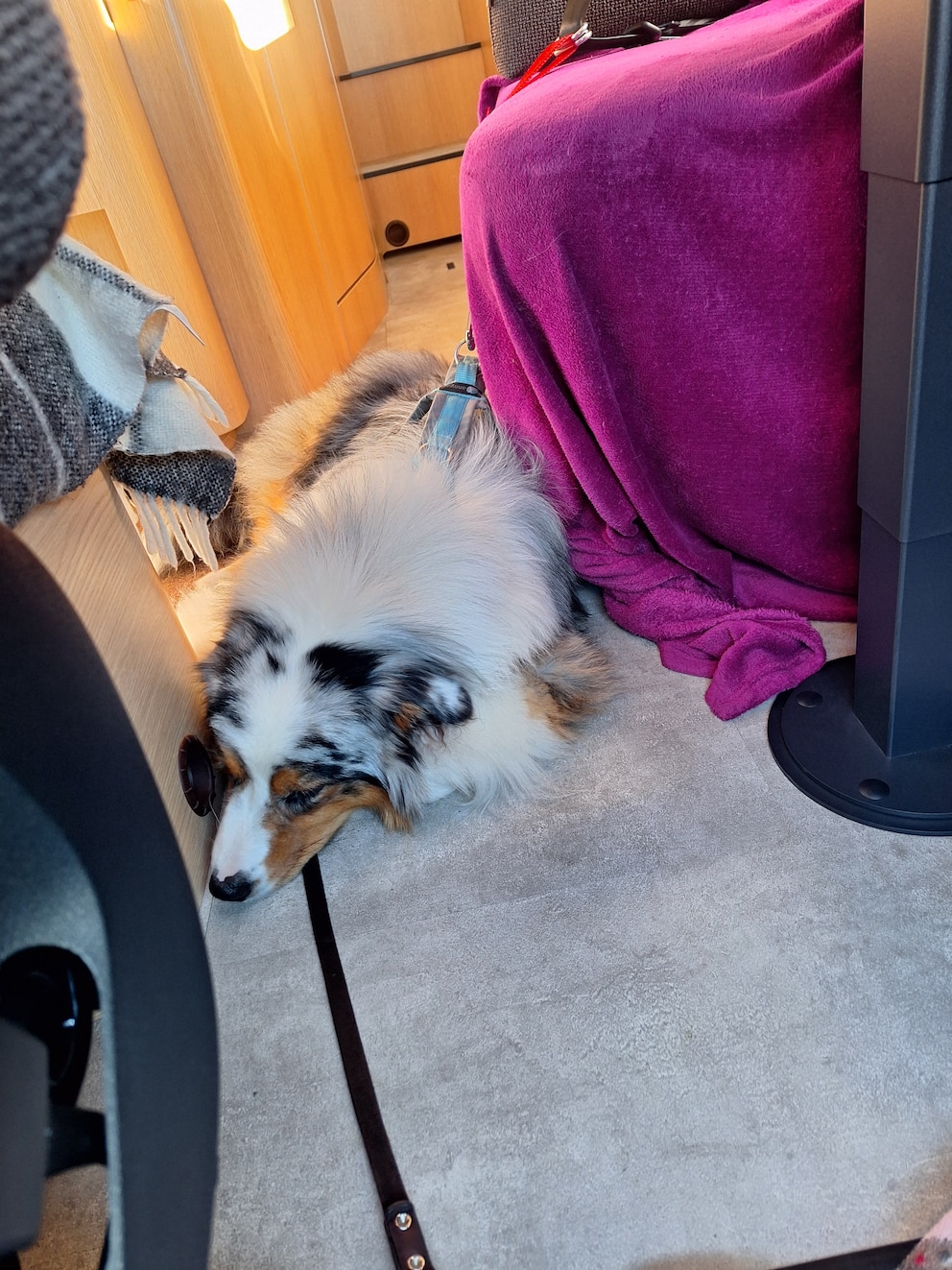Hund Elvis im Wohnmobil