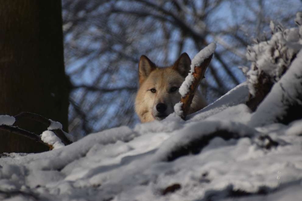 Sie viele Wolfshybriden in Deutschland leben lässt sich nicht genau sagen. Doch laut der Stiftung für Bären ist Deutschland ein Hauptumschlagplatz für diese Tiere