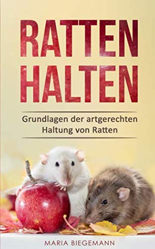 Ratten halten: Grundlagen der artgerechten Haltung