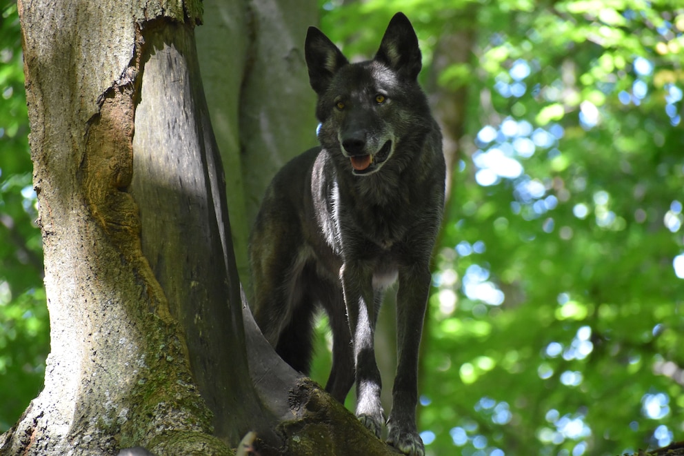 Wolf-Hund-Hybriden eignen sich nicht als Haustiere, sagen Tierschützer. So auch Christopher Schmidt von der STIFTUNG für BÄREN – Wildtier- und Artenschutz