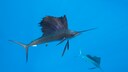 Schwertfische bei der gemeinsamen Jagd unterwasser