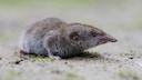 Eine Spitzmaus krabbelt auf dem Boden