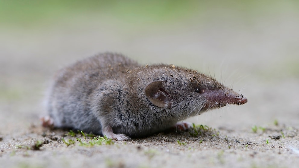 Eine Spitzmaus krabbelt auf dem Boden