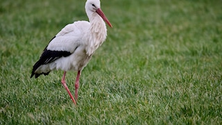 Störche