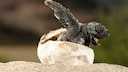 Eine Unechte Karrettschildkröte schlüpft aus dem Ei