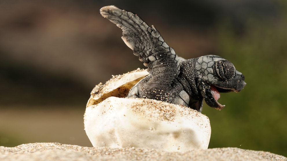 Eine Unechte Karrettschildkröte schlüpft aus dem Ei