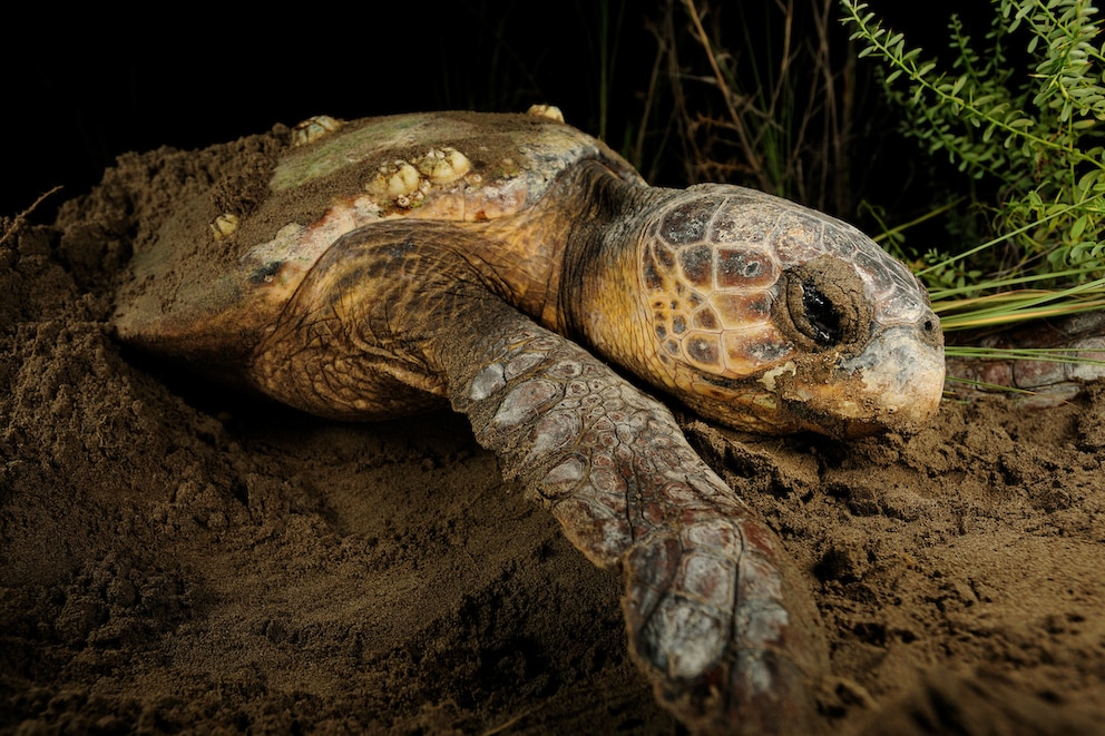 Eine Unechte Karrettschildkröte beim Ablegen ihrer Eier