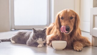 Für Katzen und Hunde ist nur Kräutertee geeignet.