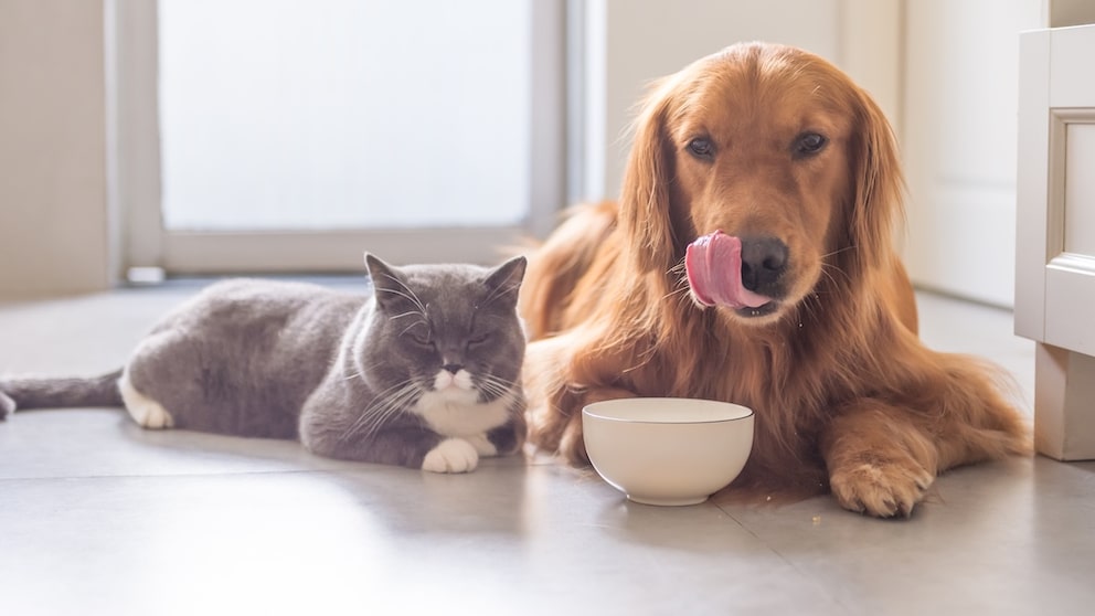 Für Katzen und Hunde ist nur Kräutertee geeignet.