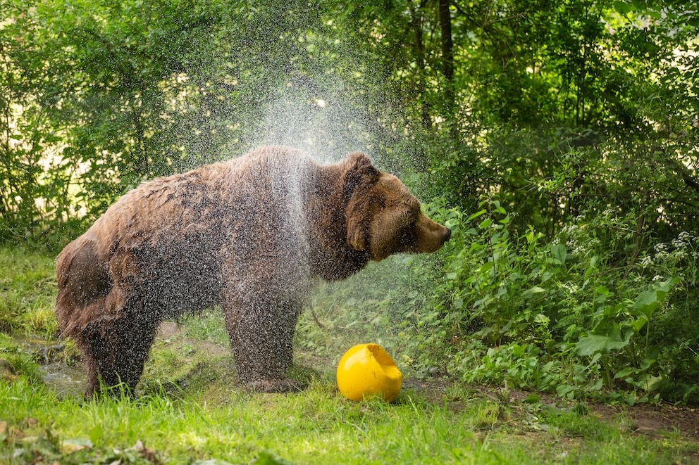 Bär Balou schüttelt sich, das Wasser spritzt nach allen Seiten